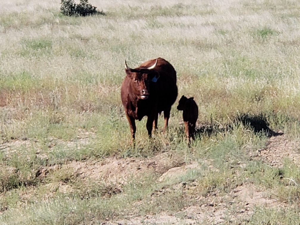 cow with calf 2