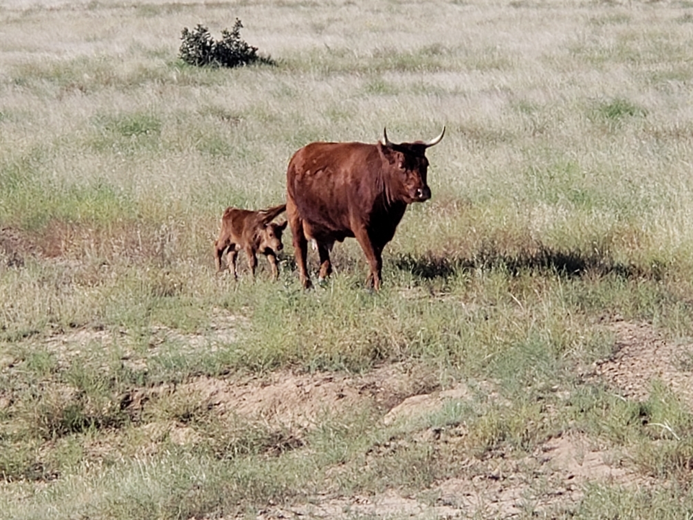 cow with calf 3