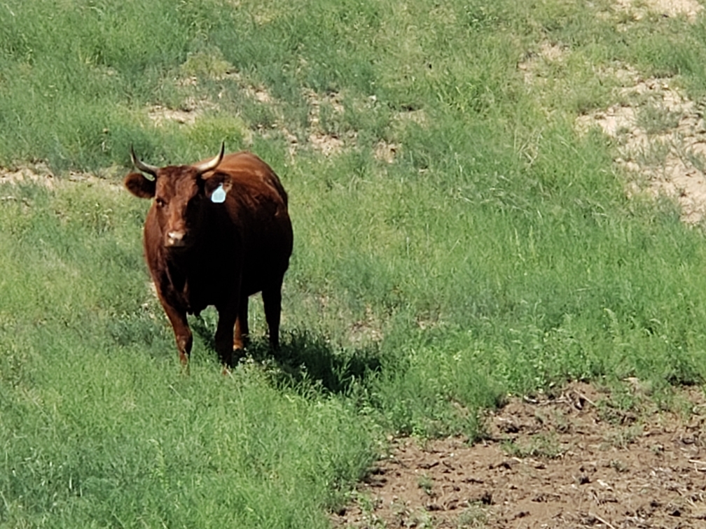 red cow with horns in field